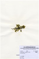 藏品(盾葉蕨藻)的圖片